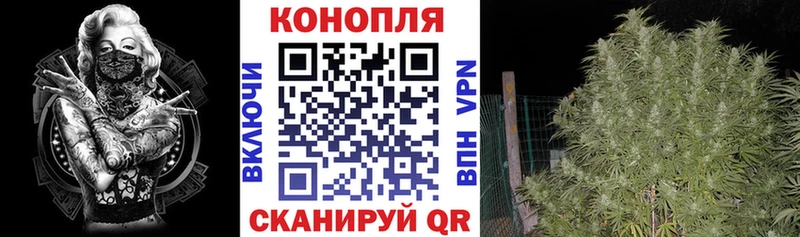 где можно купить   Раменское  Шишки марихуана семена 